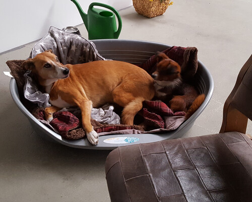 Unsere Hunde wissen, wie man es sich richtig gemütlich macht.