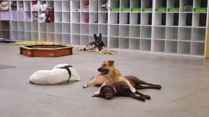 Hunde brauchen viel Platz, um sich zu bewegen und auszuruhen - in unserer großen Halle können sie sich ausbreiten und ihre Muskeln entspannen, während sie sich von ihrem letzten Abenteuer erholen.