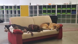 Für Hunde ist ein bequemes Sofa der perfekte Ort zum Ausruhen und Entspannen.