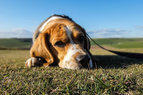 Unsere Hundepsychologie-Services sind darauf ausgerichtet, den mentalen Zustand unserer Vierbeiner zu verbessern und ihnen zu helfen, ihre Freude am Leben wiederzufinden.