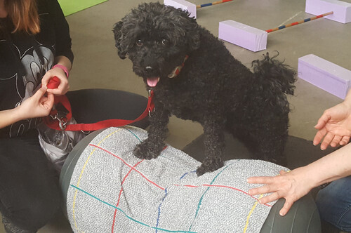 Unser Hundephysiotherapie-Programm hilft unseren Hunden, sich von Verletzungen oder Operationen zu erholen.