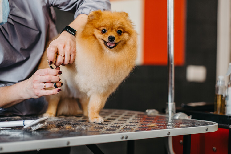 Ein Hund, der von einem professionellen Hundefriseur gekonnt gestylt wird und sich auf ein neues Aussehen freut.