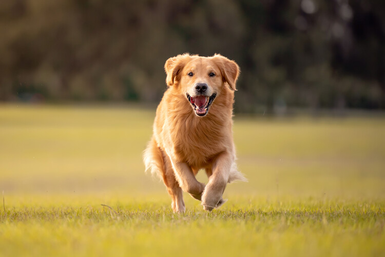 Dieser strahlende Golden Retriever zeigt uns, wie es aussieht, wenn man das Leben mit Begeisterung und Leidenschaft angeht - eine Inspiration für uns alle.