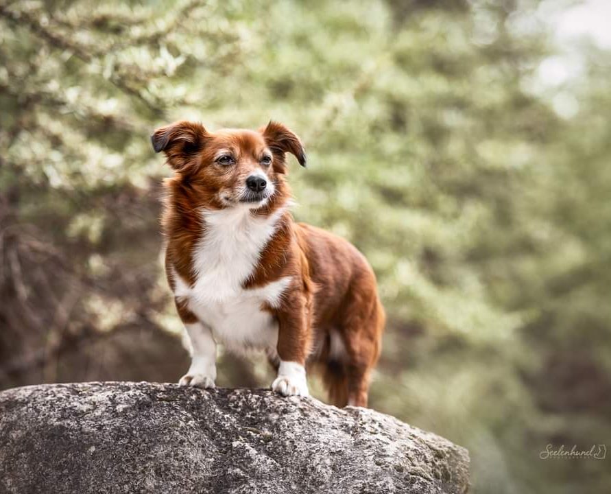 Therapiehund Oskar als ruhiger Begleiter für achtsame Tiertherapie und ganzheitliche Unterstützung von Hund und Mensch.