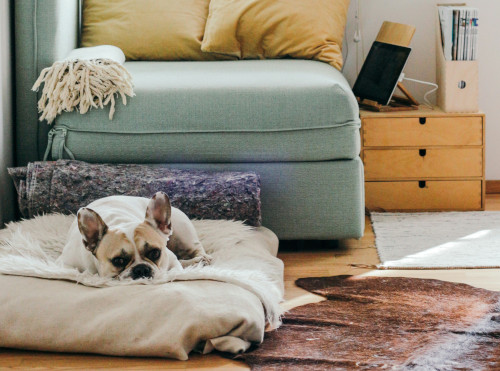 Entspannter Hund auf seinem Liegeplatz in vertrauter häuslicher Umgebung – passend zur mobilen, stressfreien Tiertherapie zuhause. Entspannter Hund auf seinem Liegeplatz in vertrauter häuslicher Umgebung – passend zur mobilen, stressfreien Tiertherapie zuhause.