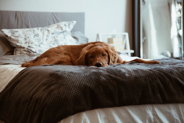 Entspannter Hund in vertrauter häuslicher Umgebung als Symbol für mobile, stressfreie Tiertherapie.