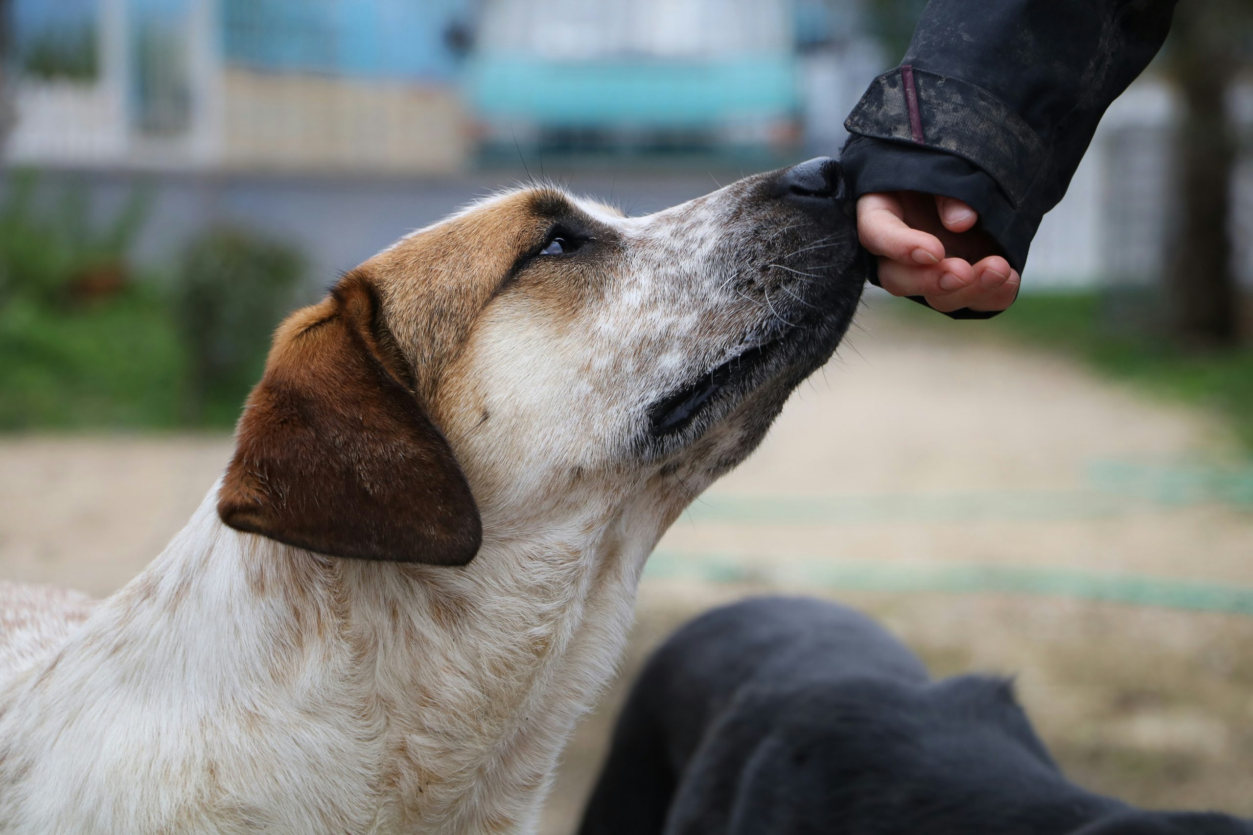 Ruhiger Hund in vertrauter Umgebung als Symbol für mobile, ganzheitliche Tierheilpraxis und achtsame Begleitung. Ruhiger Hund in vertrauter Umgebung als Symbol für mobile, ganzheitliche Tierheilpraxis und achtsame Begleitung.